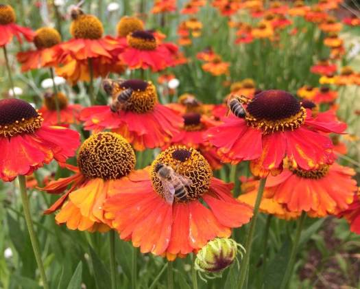 Bees pollinating heleniums