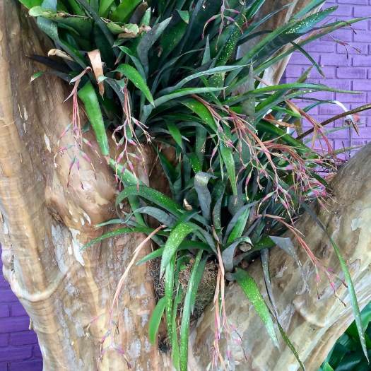 Billbergia nutans in a Crape Myrtle tree