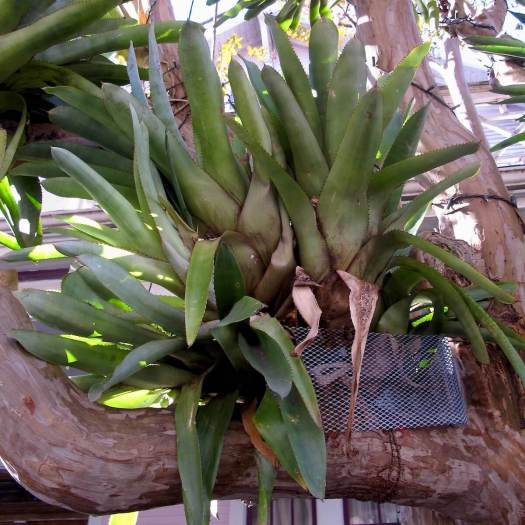 Epiphyte growing on a Crape Myrtle tree