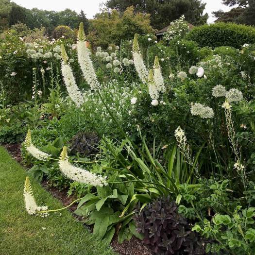 Eremurus and alliums in a white border
