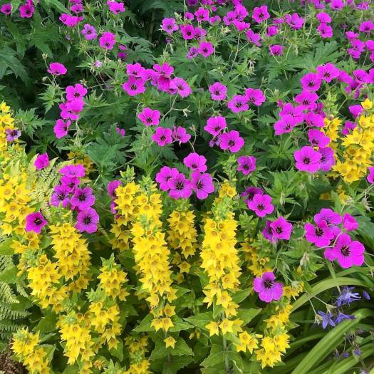 Geranium and loosestrife