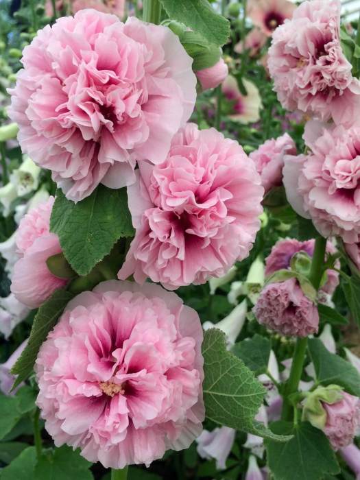 Double pink hollyhock - Alcea 'Apple Blossom'