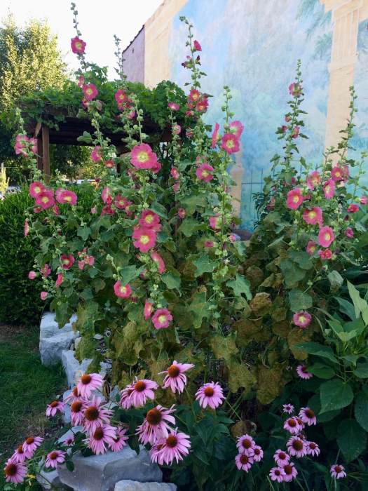 Hollyhocks with echinacea in a community garden