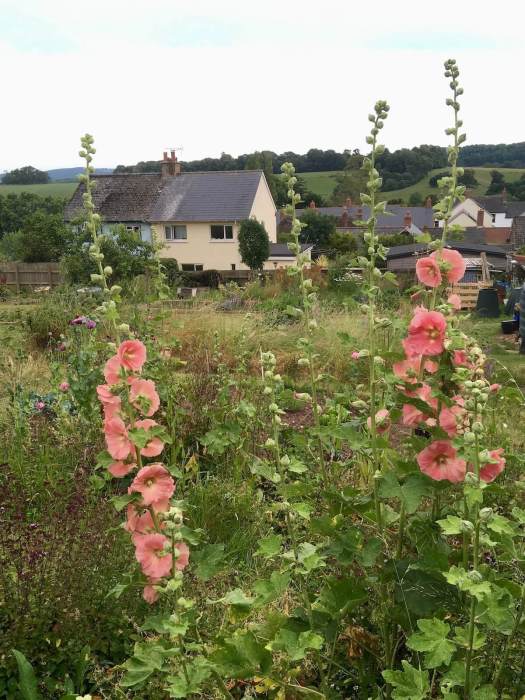 Apricot hollyhocks on an allotment