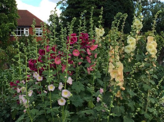 Mixed colours of hollyhocks