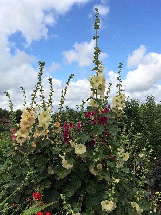 Mixed hollyhocks (Alcea)