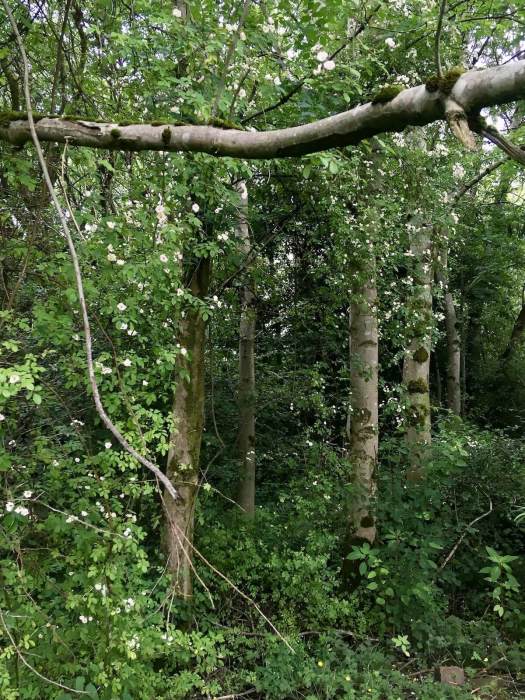 Natural rose walk: wild rambling roses in woodland
