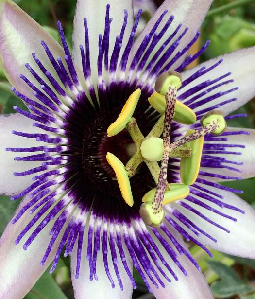 Passiflora with purple rays