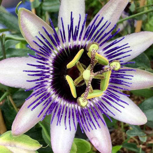 Passion flower