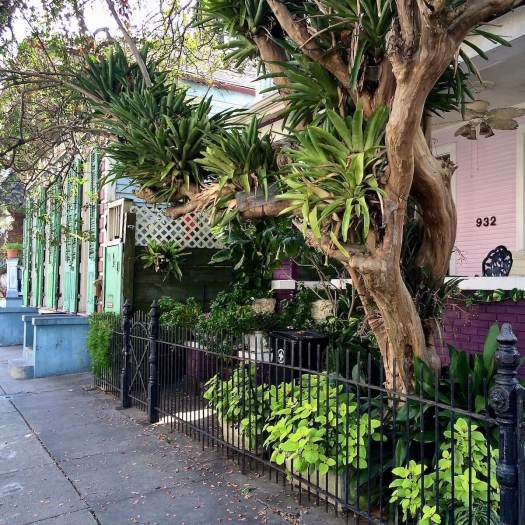 Bromeliads growing in a tree, Dumaine Street, French Quarter, New Orleans
