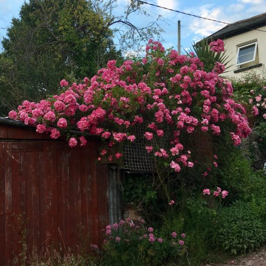 Rose rambling over a shed
