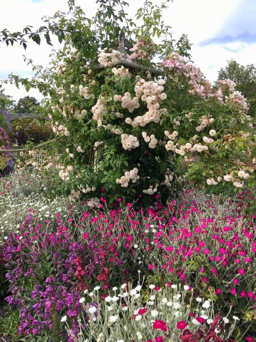 Rambler rose on a large wooden obelisk