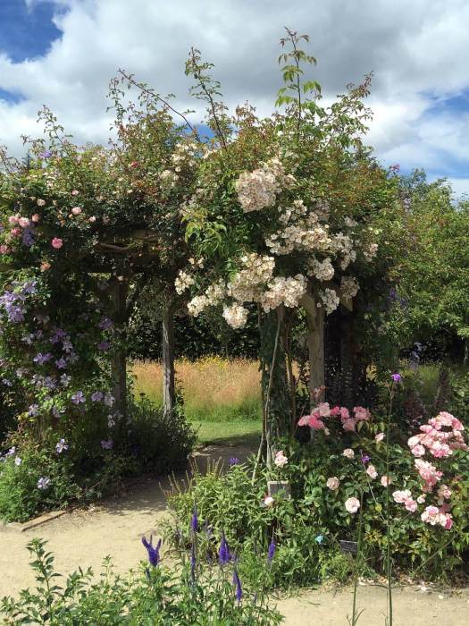 Rambler rose covering a wooden pergola
