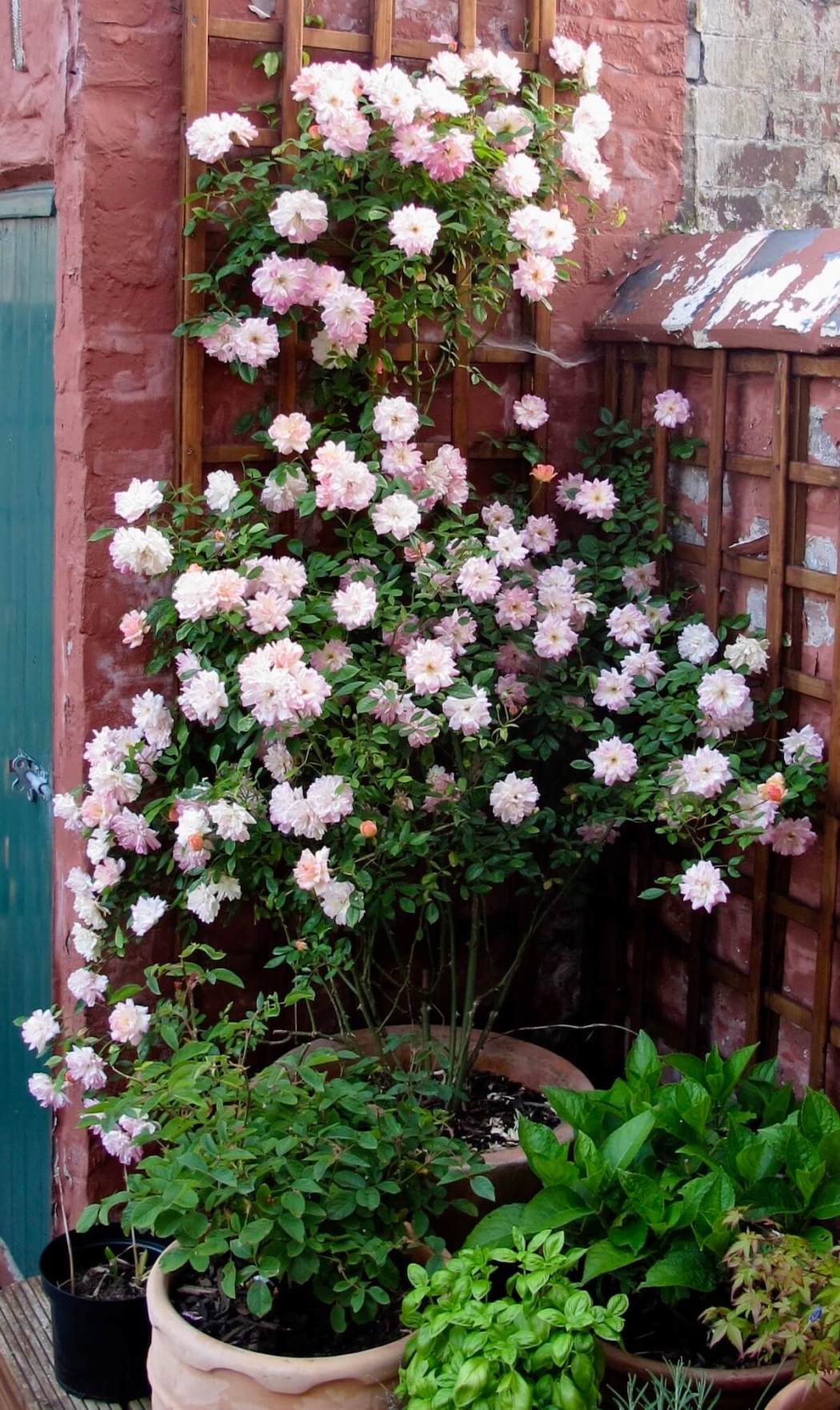 Beautiful Ways To Train And Support Rambling Roses – Susan Rushton