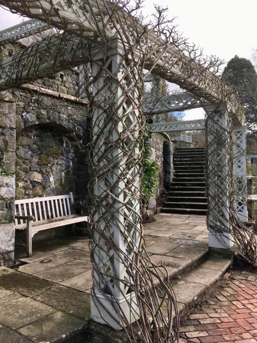 How to train a rose against a trellis column