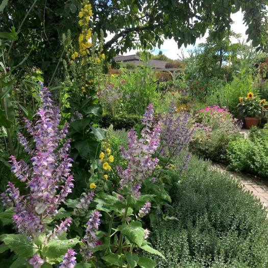 Salvia sclera var turkestanica at Rosemoor