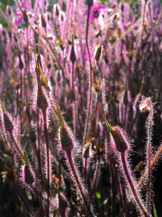 Backlit furry geranium stems and seeds