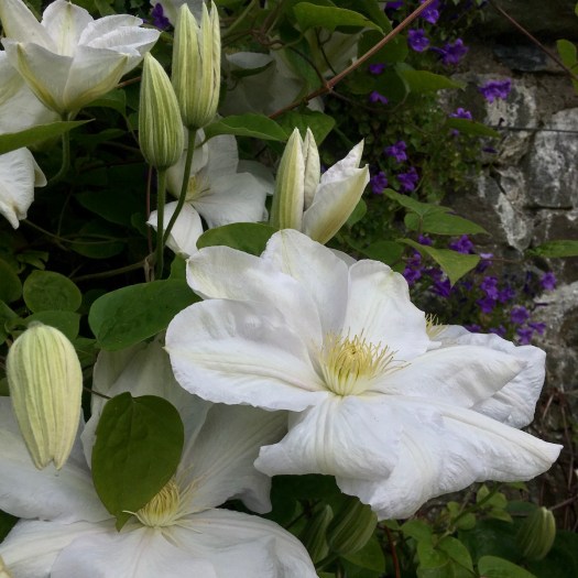 White clematis