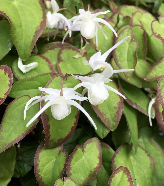 White epimedium with dark edged leaves