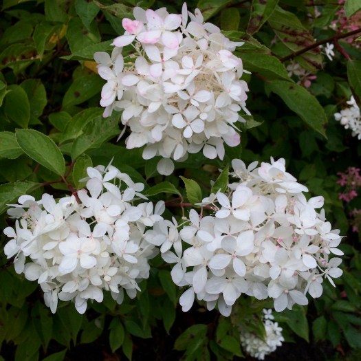 White hydrangea
