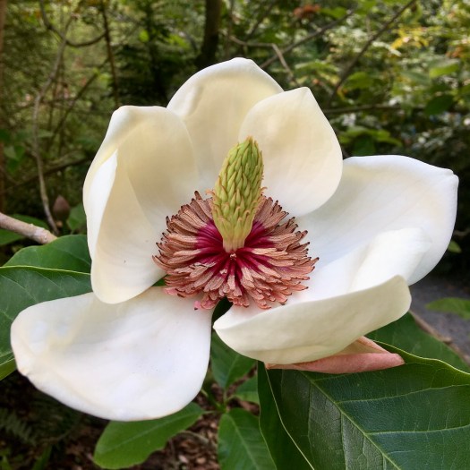 White magnolia