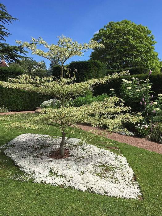 White thyme used as underplanting in a cut out shape beneath a variegated tree
