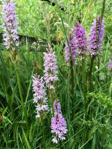 Dactylorhiza fuchsii orchids growing in grass