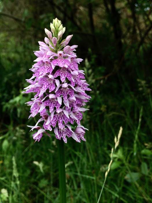 Dactylorhiza fuchsii with pale upper petals and clear markings