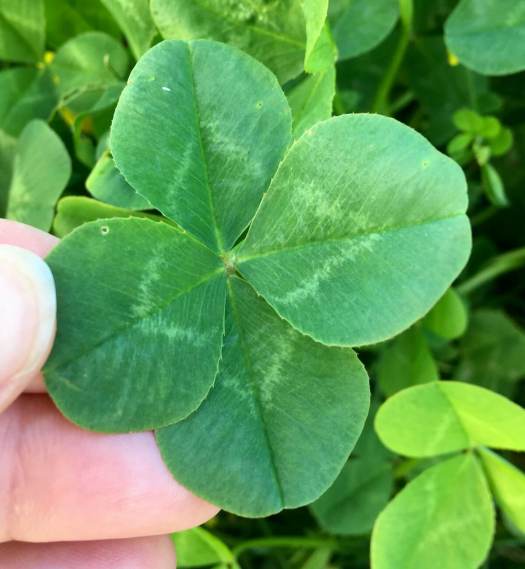 Four leaf clover