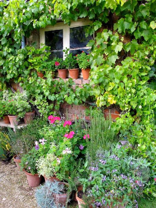 Gardener's bothy covered with plants at Rousham