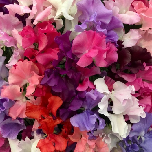 Lathyrus odoratus 'Spencer Mix' sweet peas