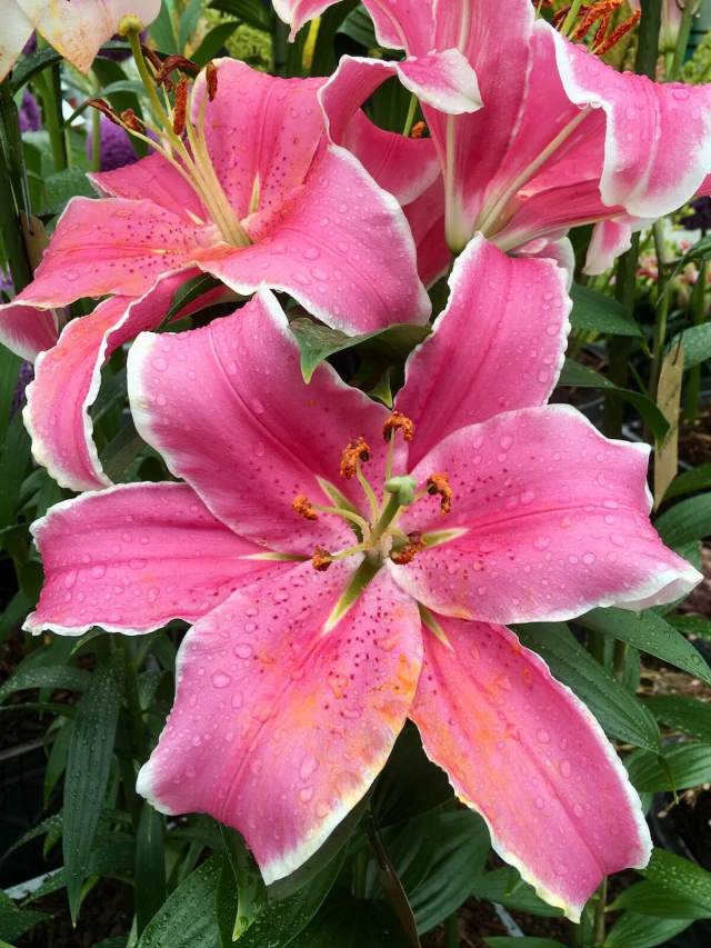 Lilium 'Marlon', a Pink Oriental Lily – Susan Rushton