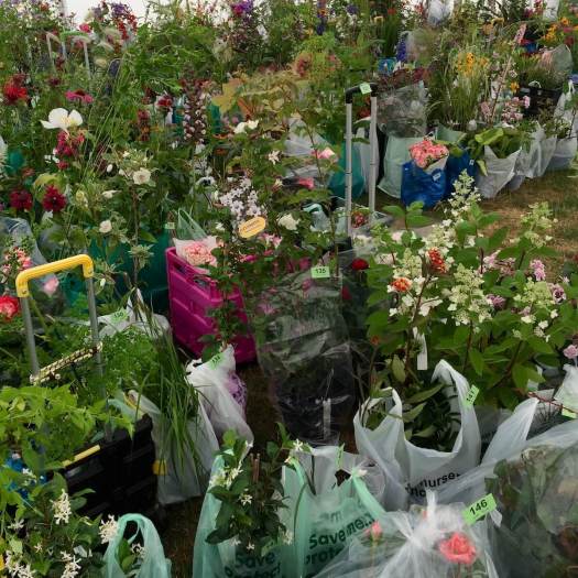 Plant creche at a flower show