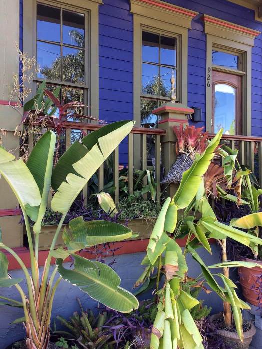 Purple house with banana trees