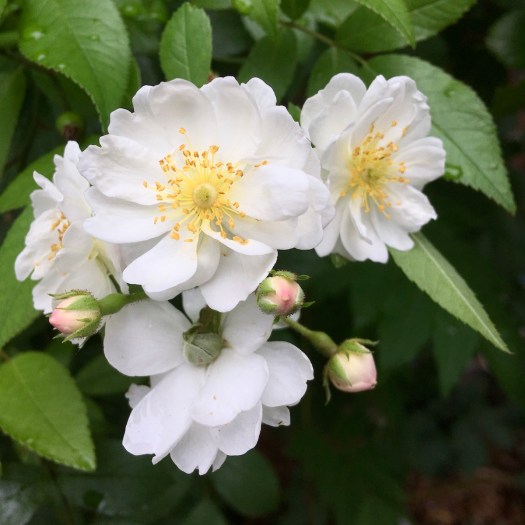 White rose with tiny apricot buds