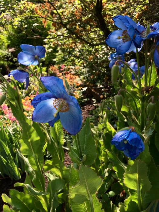 Blue poppies