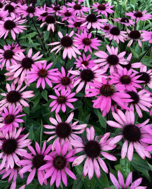 Pink coneflower with dark stems