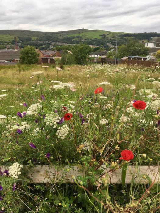 View through wildflowers to Darwen tower