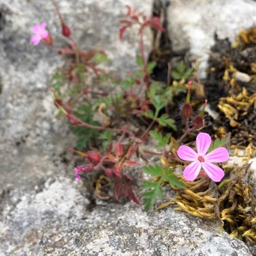 Geranium robertianum with moss on limestone paving