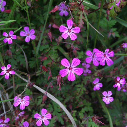 Geranium robertianum has small pink flowers with white stripes