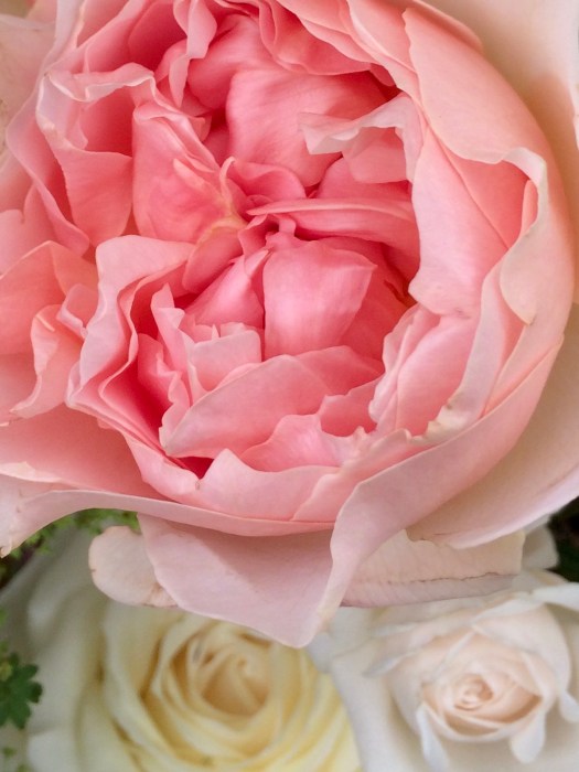 Peach, cream and ivory roses