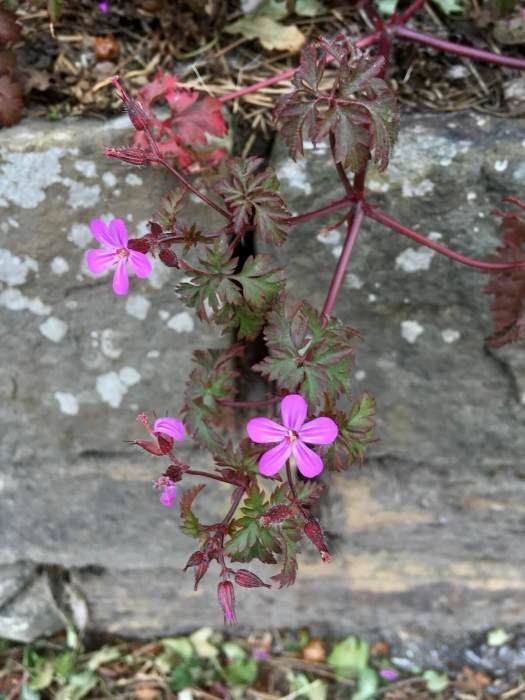 Herb Robert sprawls over a stone