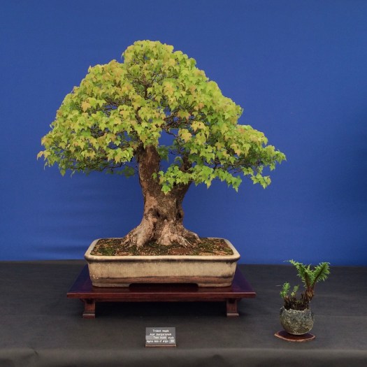 Twin trunk style bonsai (Acer buergerianum)
