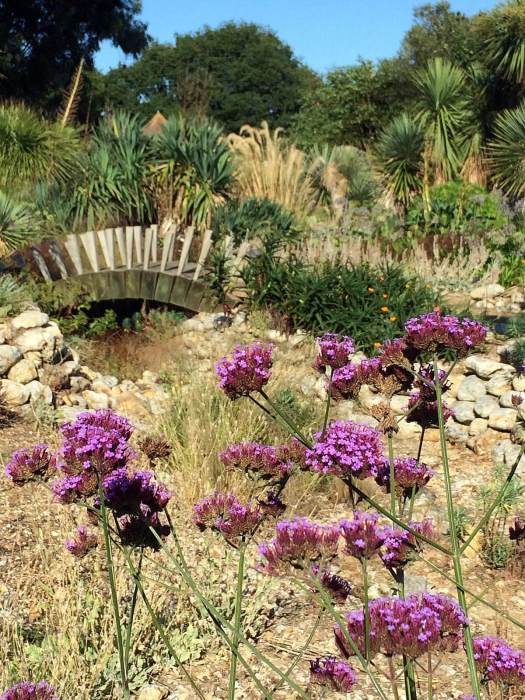Verbena bonariensis in the desert garden at East Ruston