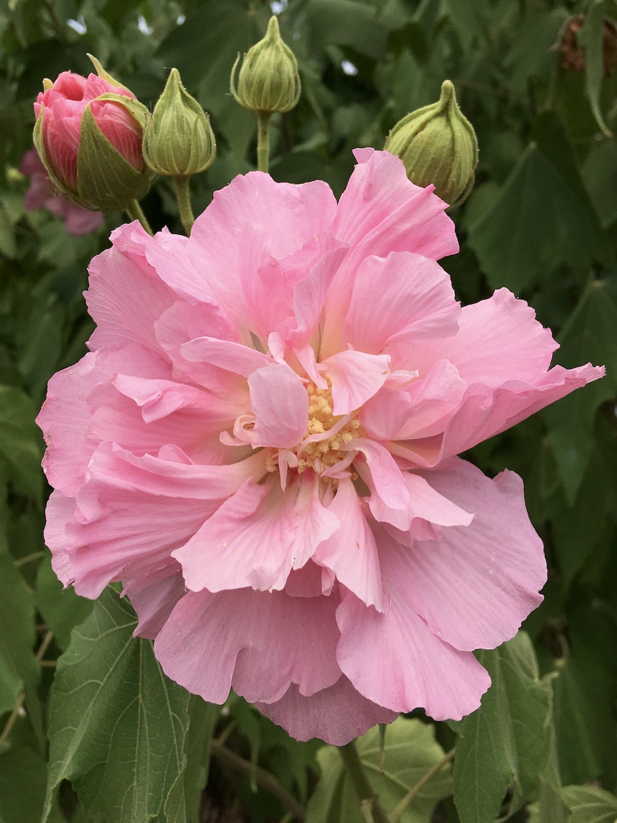 Hibiscus mutabilis (Cotton Rosemallow)  Susan Rushton