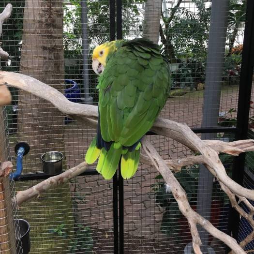 Parrot looking over its shoulder