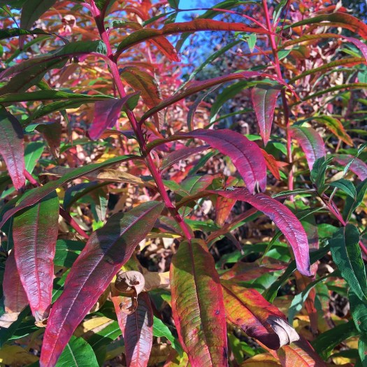 Rosebay willowherb autumn colour