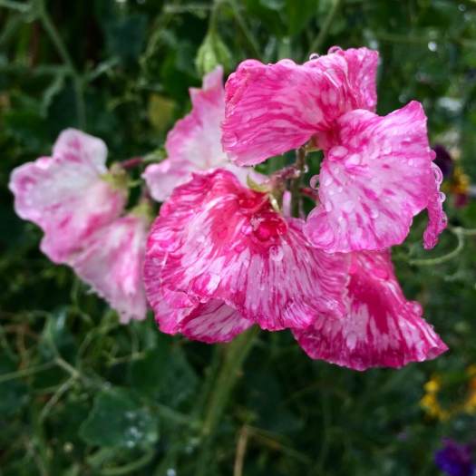 Pink striped sweet peas