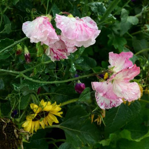 White and pink sweet peas