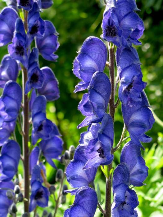 Blue aconitum (monkshood)